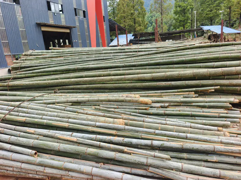 Bamboo poles stacked in the factory receiving and storage area